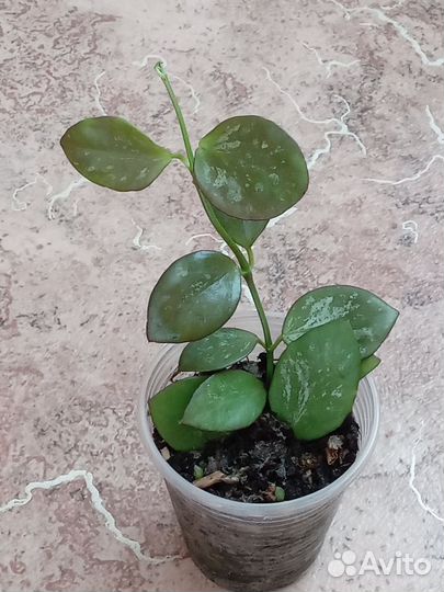 Эсхинантус, Хойи