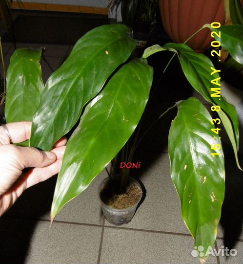 Спатифиллумы редкие