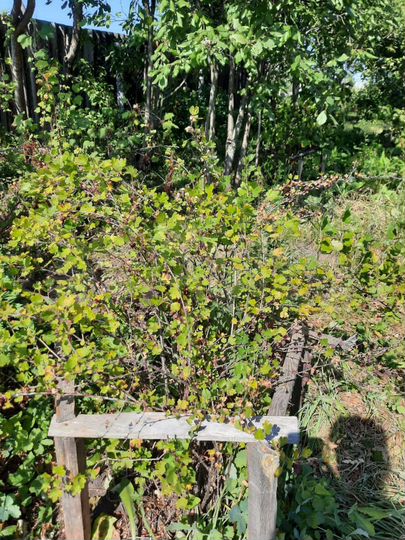 Дом 22,7 м² на участке 15 сот.