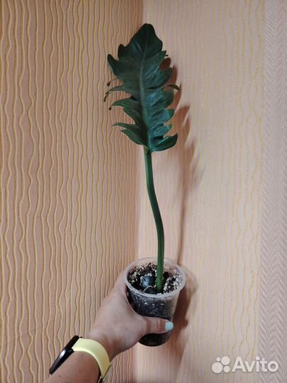 Филодендрон, сингониум, диффенбахия