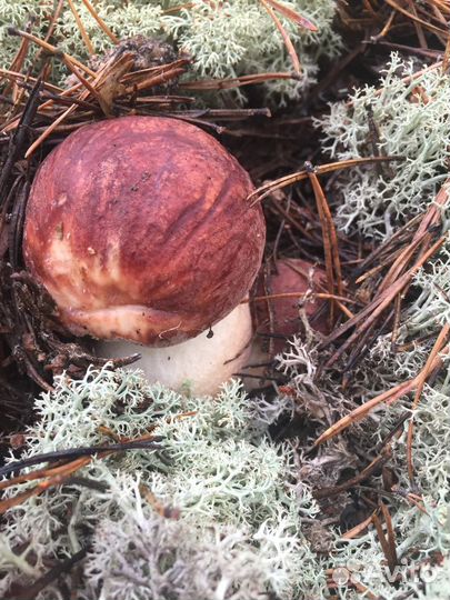 Белые грибы свежие