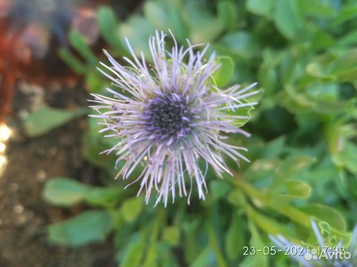 Чёрная малина, декоративные кустарники