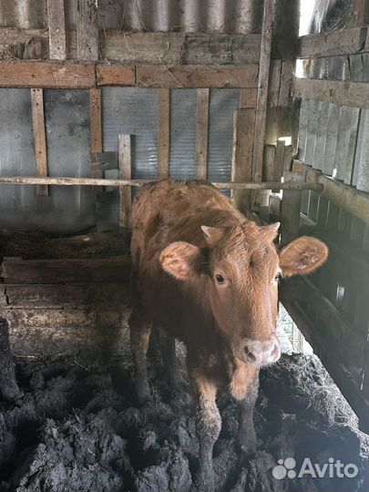 Бычки и телята