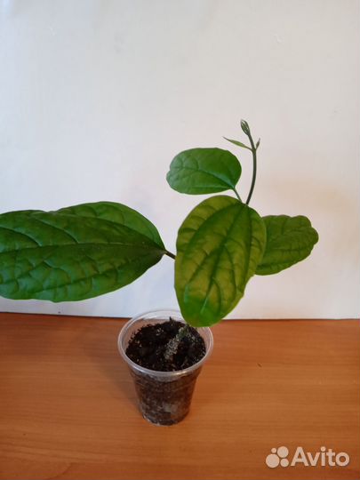 Клеродендрум томпсон