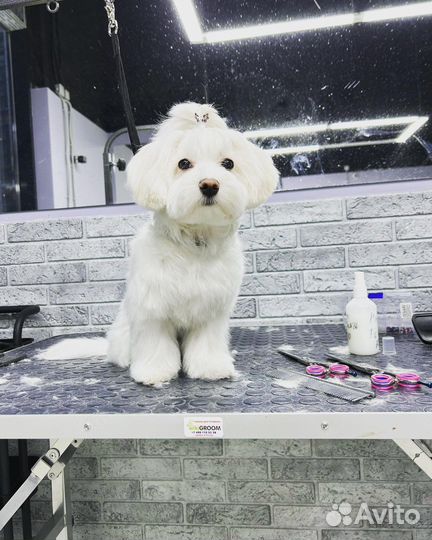 Груминг собак и кошек