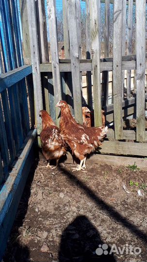 Суточные цыплята Леггорн несушки