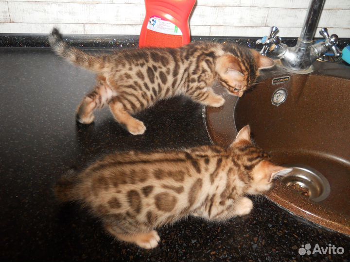Бенгальские котята