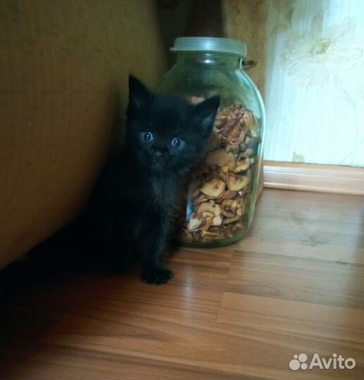 Котята турецкой ангоры