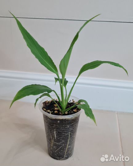 Спатифиллум