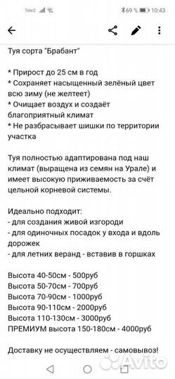 Туя Брабант