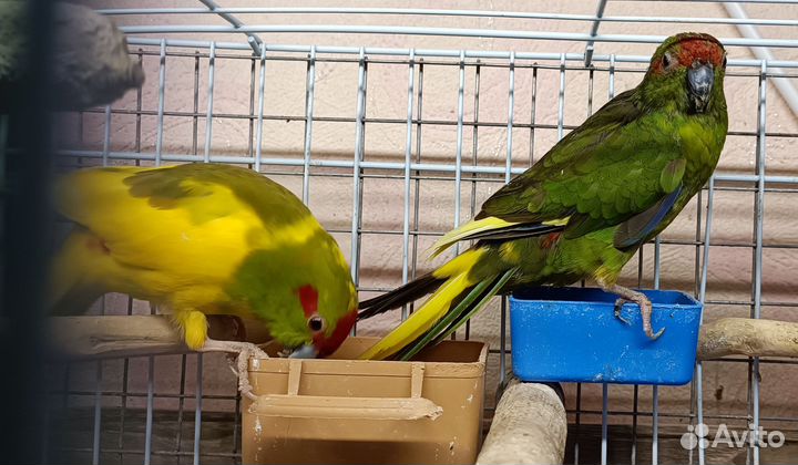 Попугай какарик