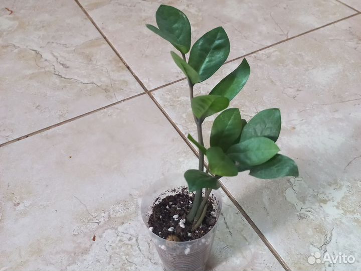 Замиокулькас,фикус Лирата