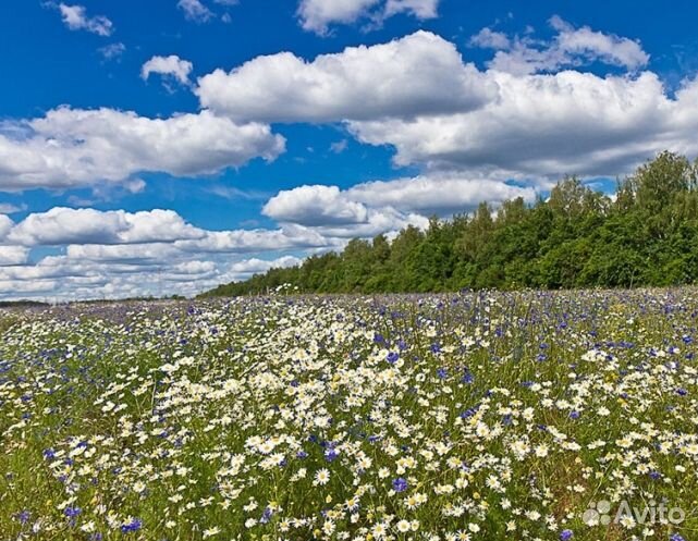Мед 2024 года натуральный опт