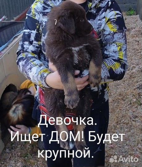 В добрые руки