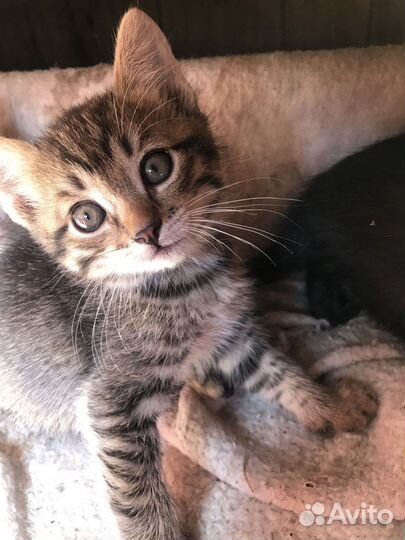 Котята 2 месяца