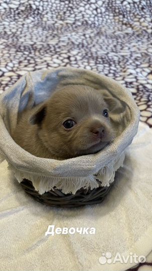 Щенки чихуахуа