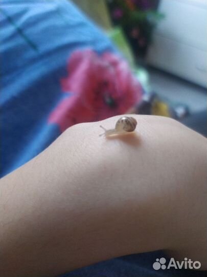 Улитки Ахатины