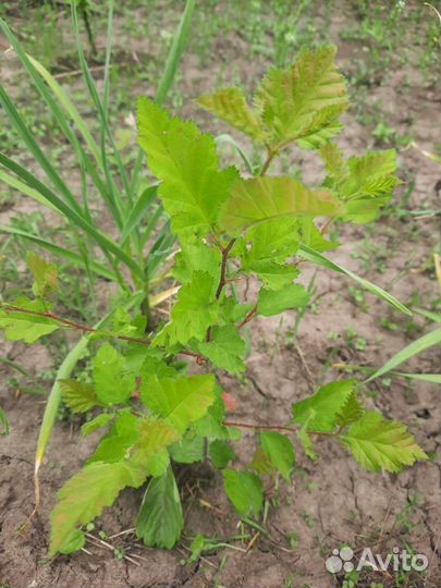 Боярышник крупноплодный саженцы