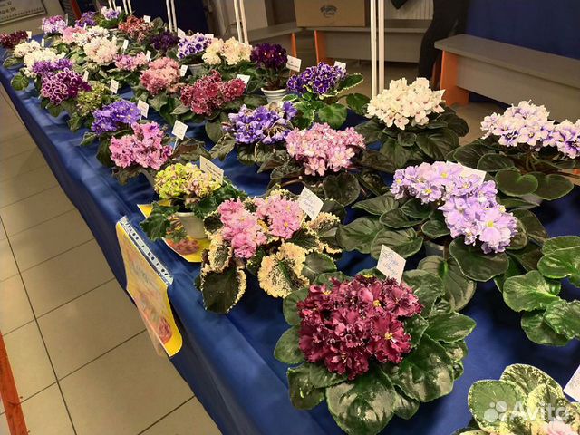 Фиалки в Тольятти