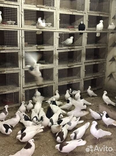 Голуби Пермские гривуны высоко летные