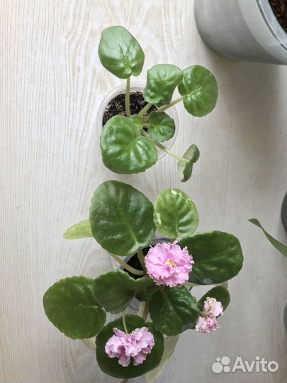 Фиалка (детка)