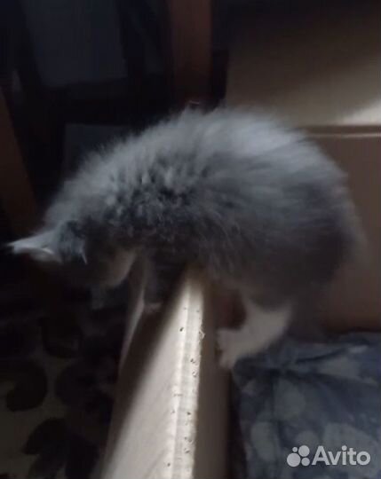 Котята 1 мес