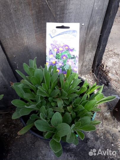 Цветы многолетники