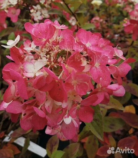 Гортензия даймонд руж