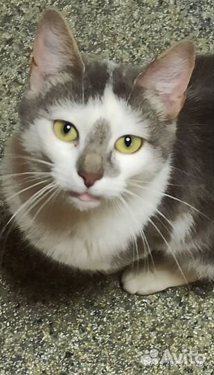 Кошечка Конфетка