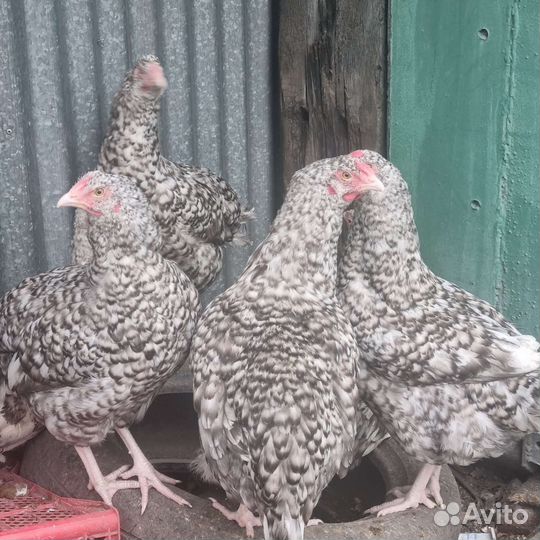 Куры несушки