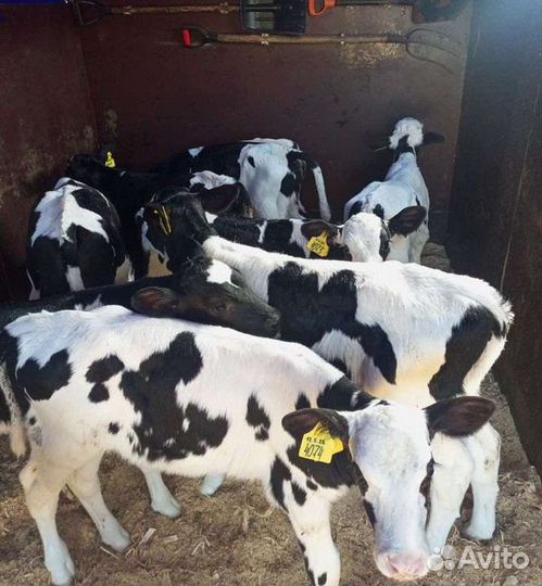 Телята бычки