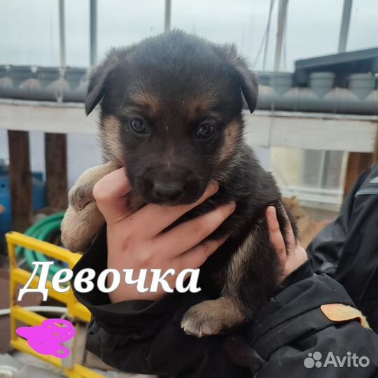 Собака в добрые руки отдам бесплатно