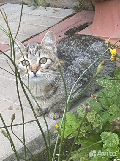 Животные котята в добрые руки