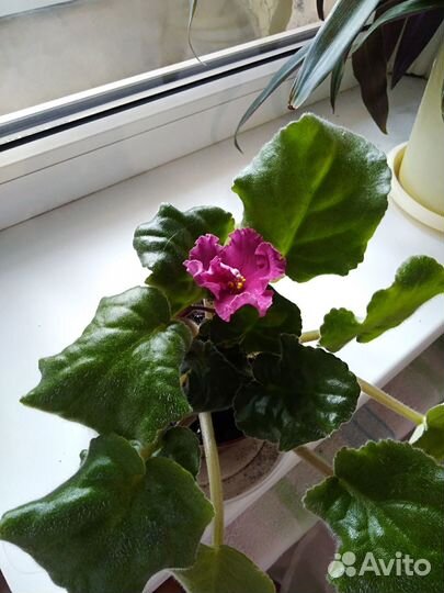 Детки фиалки