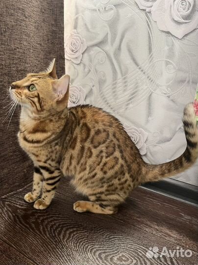 Бенгальская кошка вязка