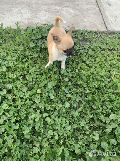 Чихуахуа девочка