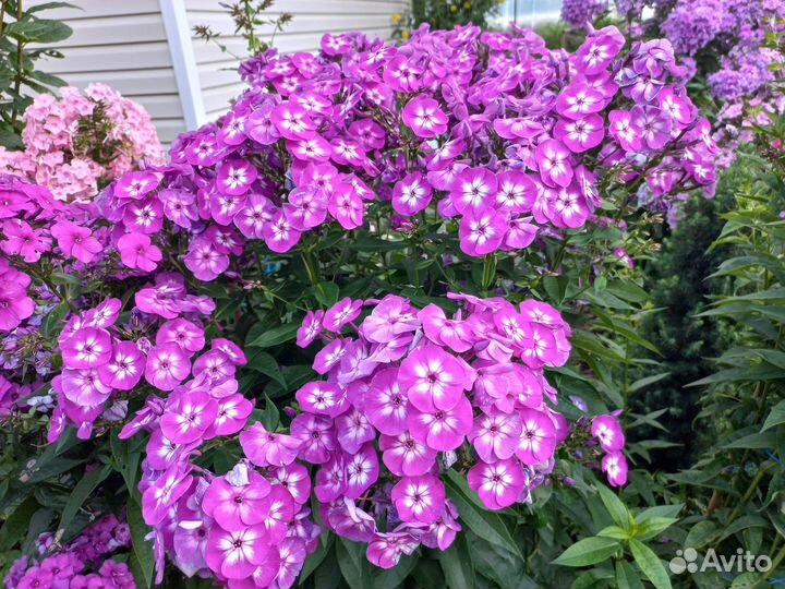 Флокс метельчатый