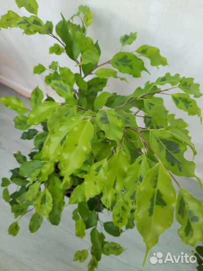 Фикус бенджамина