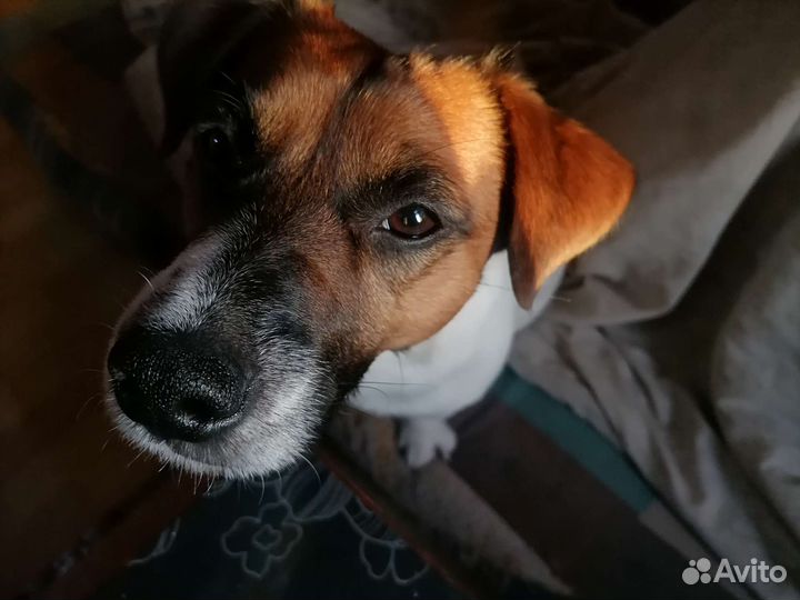 Вязка джек рассел терьера