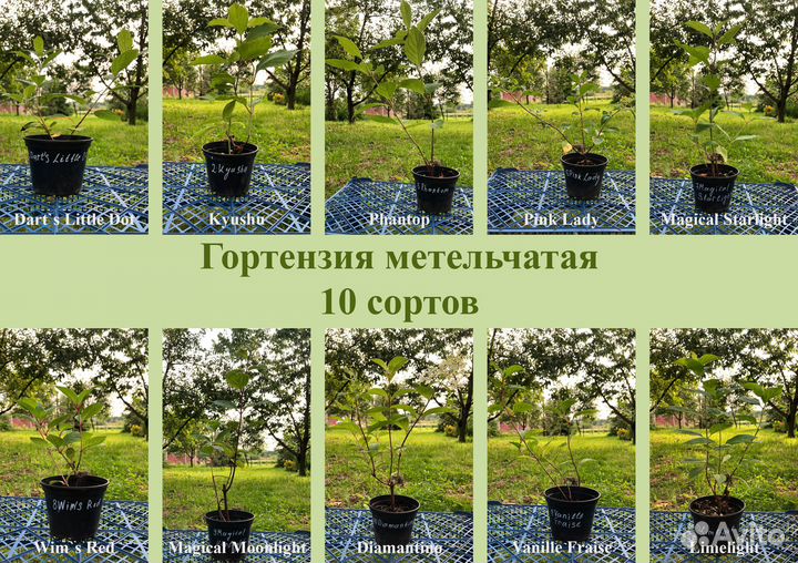 Гортензия метельчатая саженцы