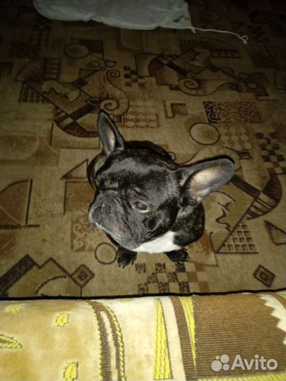 Французский бульдог кабель 3 года вязка