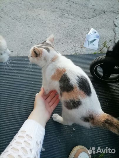 Трехцветная кошка