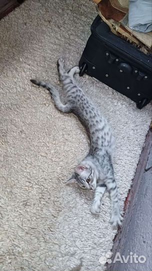 Бенгальская котенок девочка