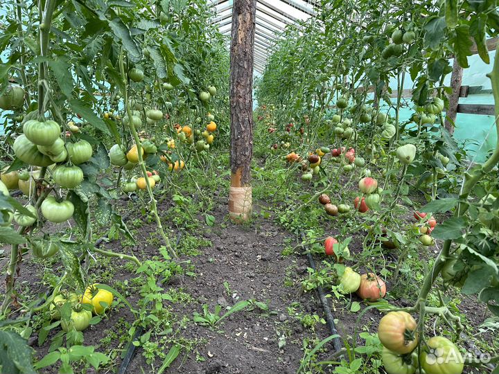 Брокколи, цветная, огурцы, помидоры