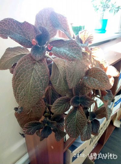 Комнатный цветок Эписция