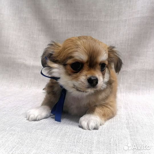 Щенки Чихуахуа