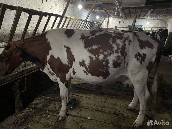 Корова стельная 7