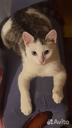 Котёнок в хорошие руки