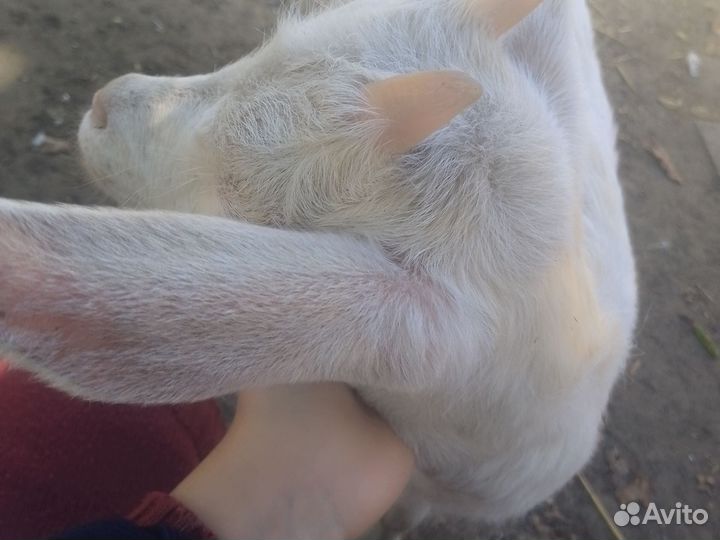 Козлята молочные