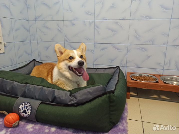 Передержка собак / гостиница